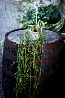 Hoya linearis i ampel 12 cm