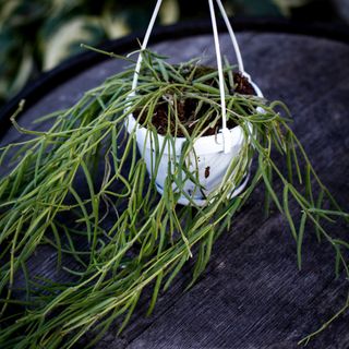 Hoya linearis i ampel 12 cm