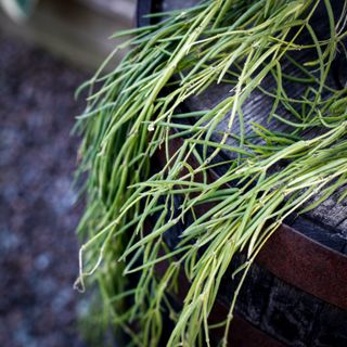 Hoya linearis i ampel 12 cm