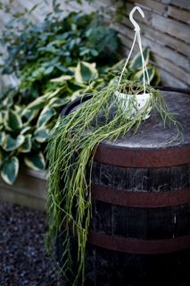 Hoya linearis i ampel 12 cm