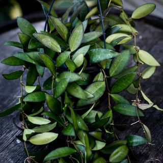 Hoya 'Rosita' i ampel 14 cm