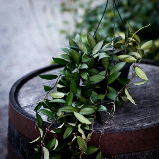 Hoya 'Rosita' i ampel 14 cm