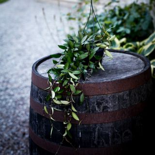 Hoya 'Rosita' i ampel 14 cm