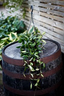 Hoya 'Rosita' i ampel 14 cm