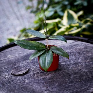 Hoya erythrina 9 cm