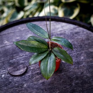 Hoya erythrina 9 cm