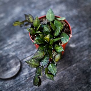 Hoya krohniana 'Black Leaves' 9 cm