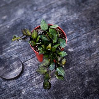 Hoya krohniana 'Black Leaves' 9 cm