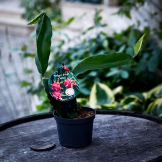 Hylocereus Undatus - Drakfrukt