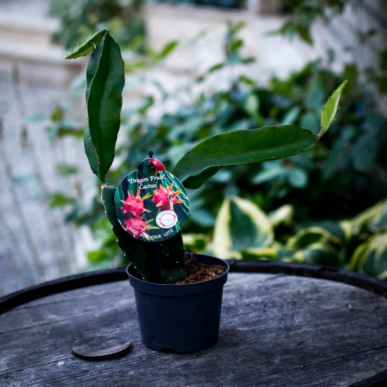 Hylocereus Undatus - Drakfrukt 12 cm