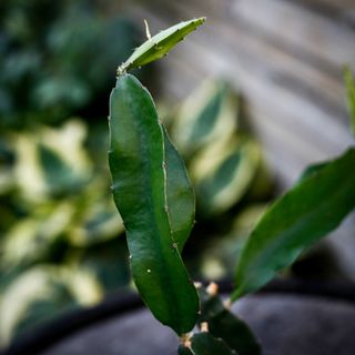 Hylocereus Undatus - Drakfrukt