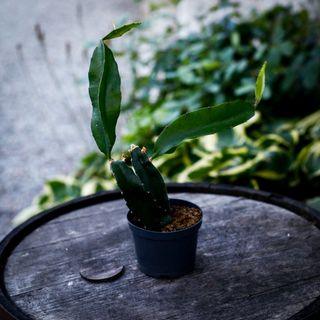 Hylocereus Undatus - Drakfrukt