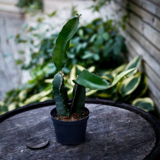Hylocereus Undatus - Drakfrukt