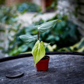 Philodendron gloriosum