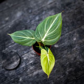 Philodendron gloriosum