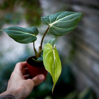 Philodendron gloriosum