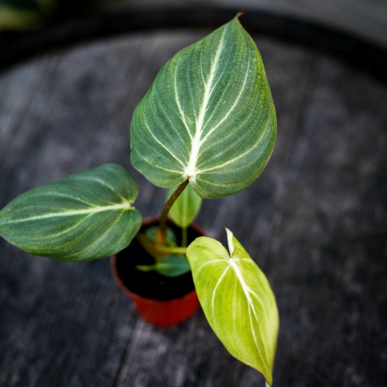 Philodendron gloriosum 6 cm