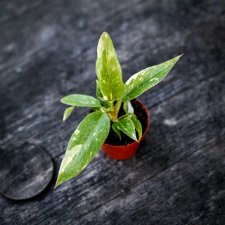 Philodendron 'Ring Of Fire'