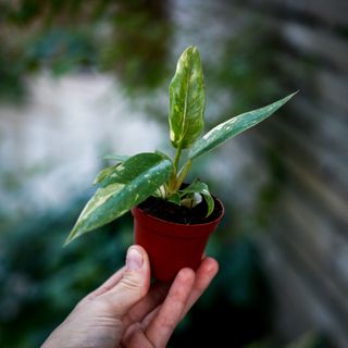Philodendron 'Ring Of Fire'