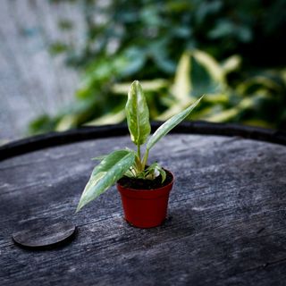 Philodendron 'Ring Of Fire'