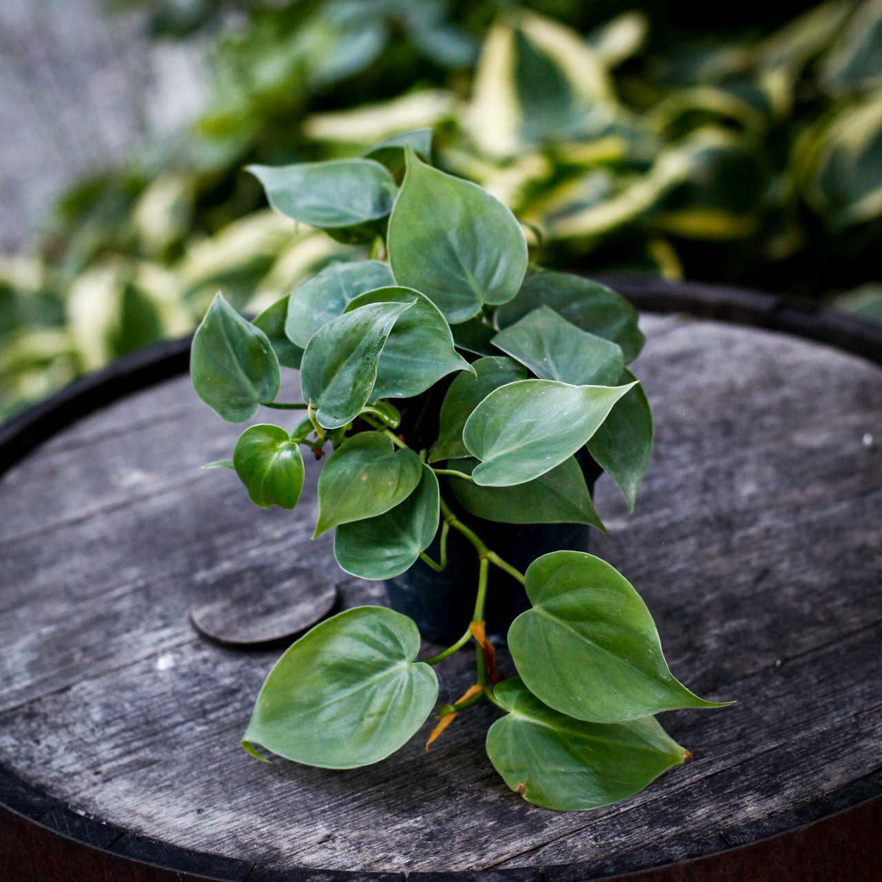 Philodendron scandens med hjärtformade gröna blad