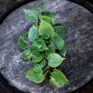 Philodendron scandens 12 cm