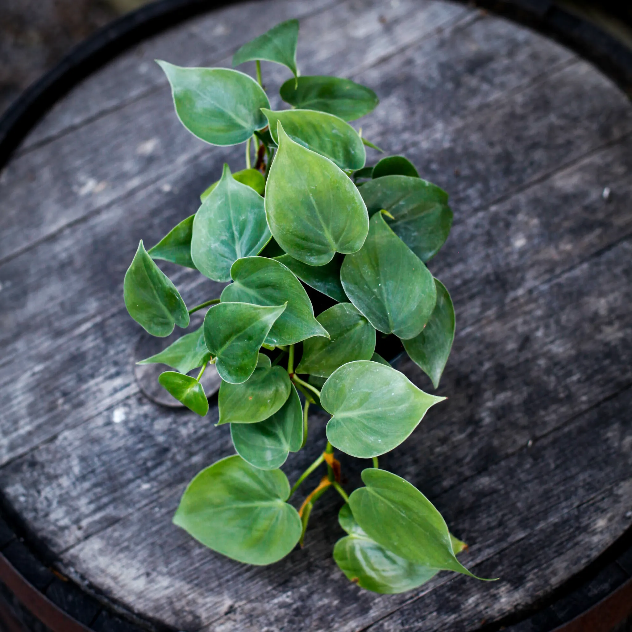 Philodendron scandens med hjärtformade gröna blad