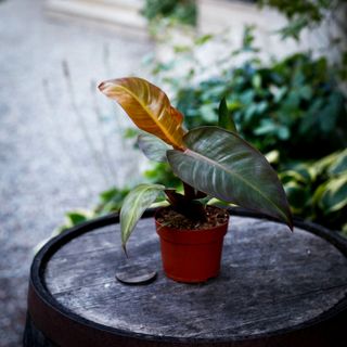 Philodendron 'Red Sun' 12 cm