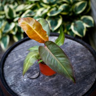 Philodendron 'Red Sun' 12 cm