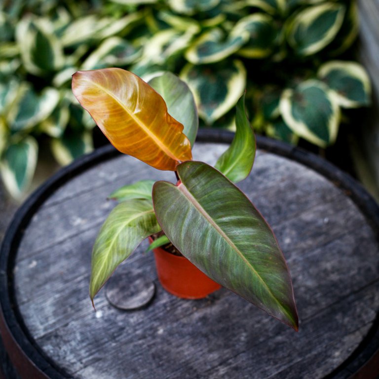 Philodendron 'Red Sun' 12 cm