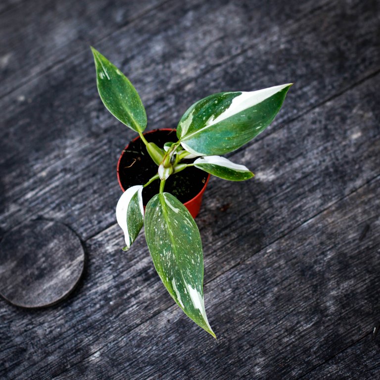 Philodendron 'White Princess' 6 cm