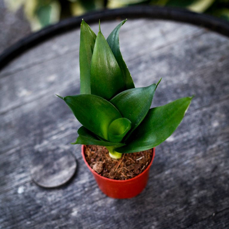 Sansevieria 'Hahnii Black' 12 cm