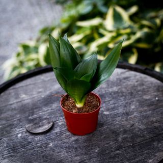 Sansevieria 'Hahnii Black' 9 cm