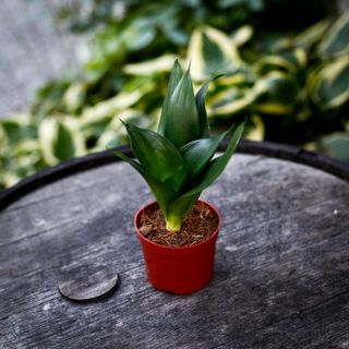 Sansevieria 'Hahnii Black' 9 cm