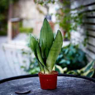 Sansevieria 'Moonshine' 9 cm