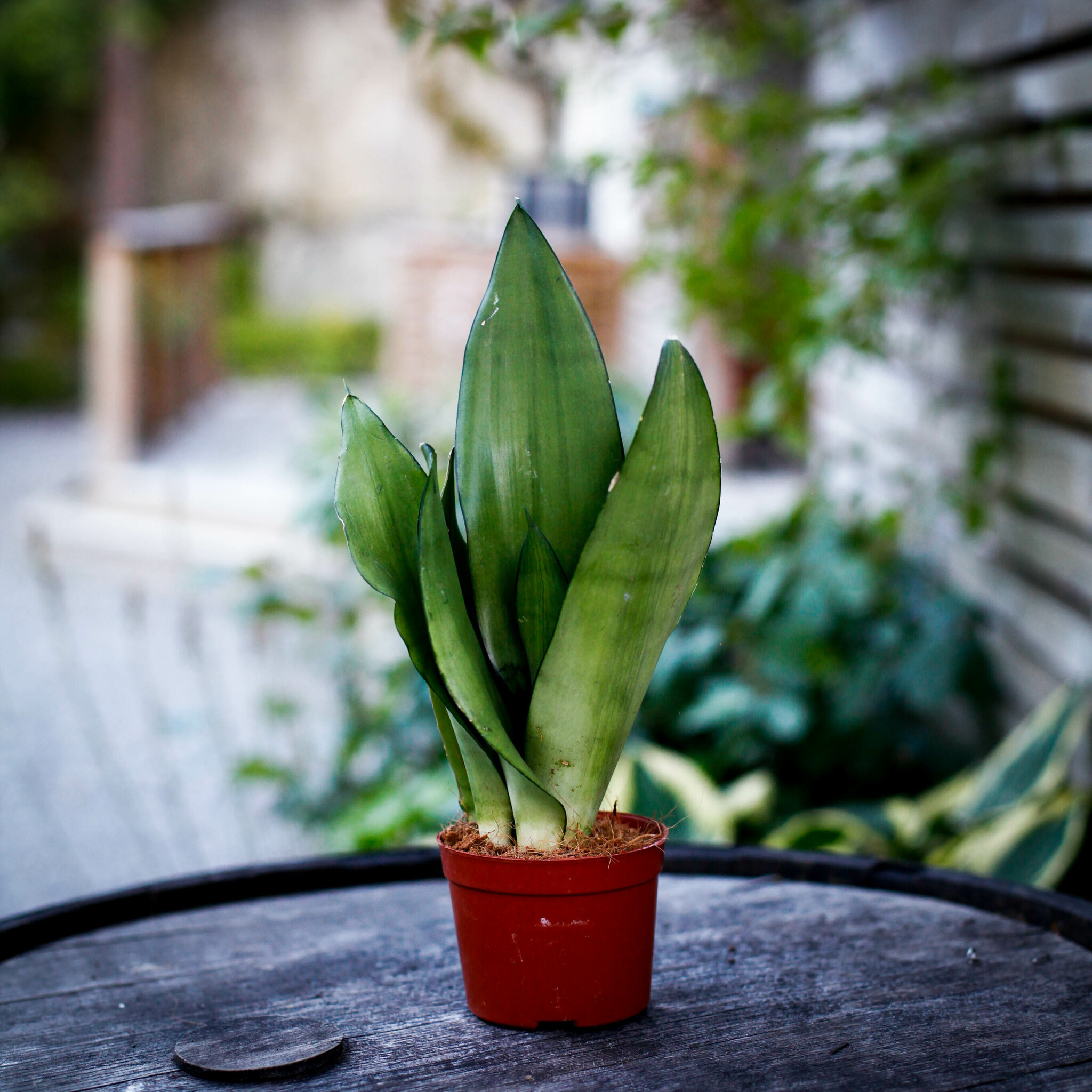 Sansevieria Moonshine i kruka