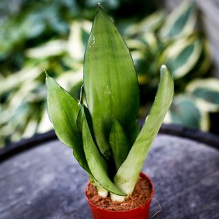 Sansevieria 'Moonshine' 9 cm