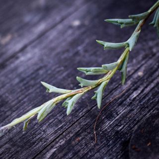 Senecio 'String of Dolphins' i ampel 12 cm