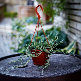 Senecio 'String of Dolphins' i ampel 12 cm