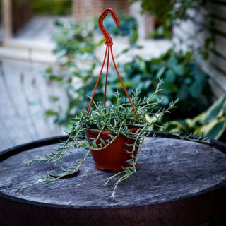 Senecio 'String of Dolphins' i ampel 12 cm