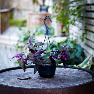 Gynura 'Purple Passion' i ampel 10,5 cm