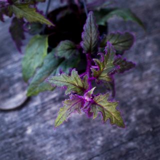 Gynura 'Purple Passion' i ampel 10,5 cm