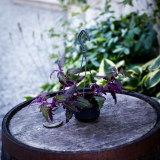 Gynura 'Purple Passion' i ampel 10,5 cm