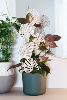 Växtstöd Monstera stor