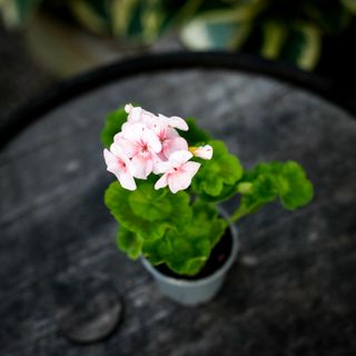 Pelargonium 'Gemma'