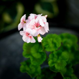 Pelargonium 'Gemma'