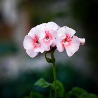 Pelargonium 'Gemma'