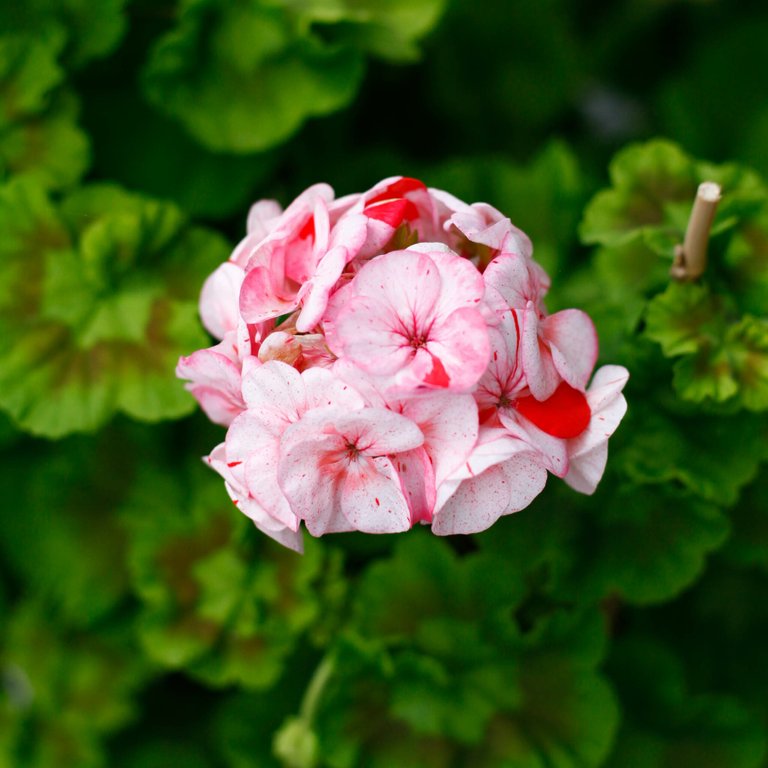Pelargonium 'Gemma' 8 cm