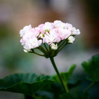 Pelargonium 'April Snow'