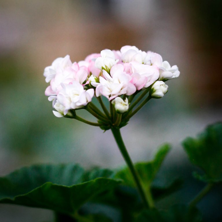 Pelargonium 'April Snow' 8 cm